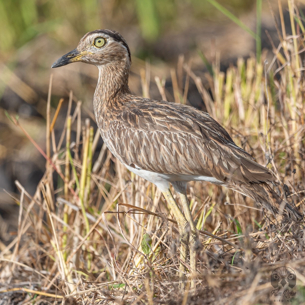 Double-striped Thick-knee - ML617325268