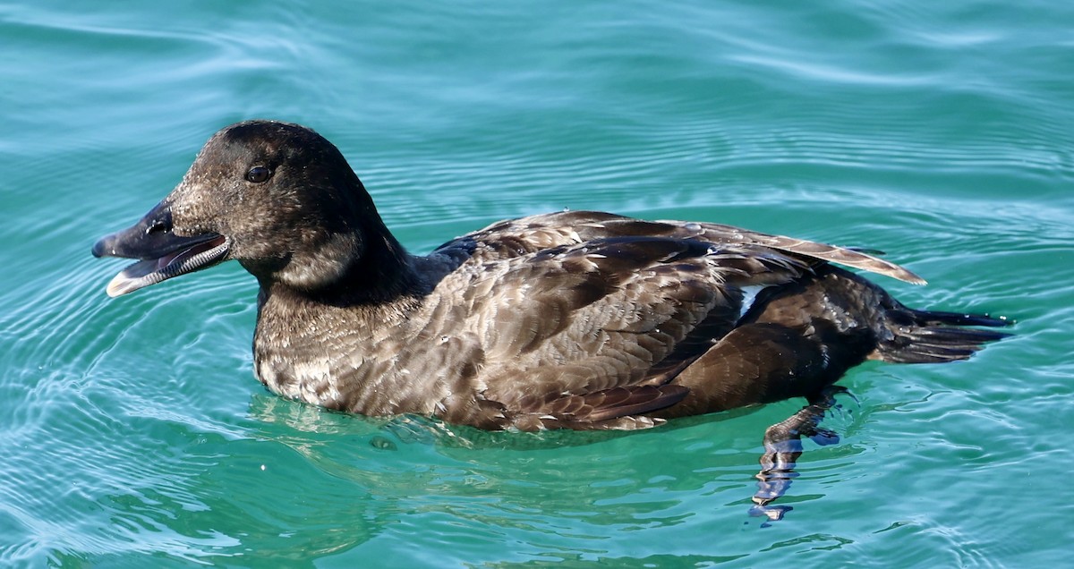 White-winged Scoter - ML617325285