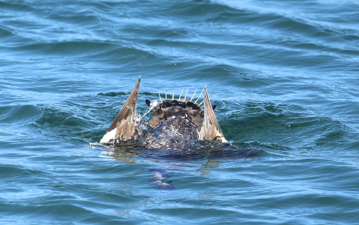 White-winged Scoter - ML617325286