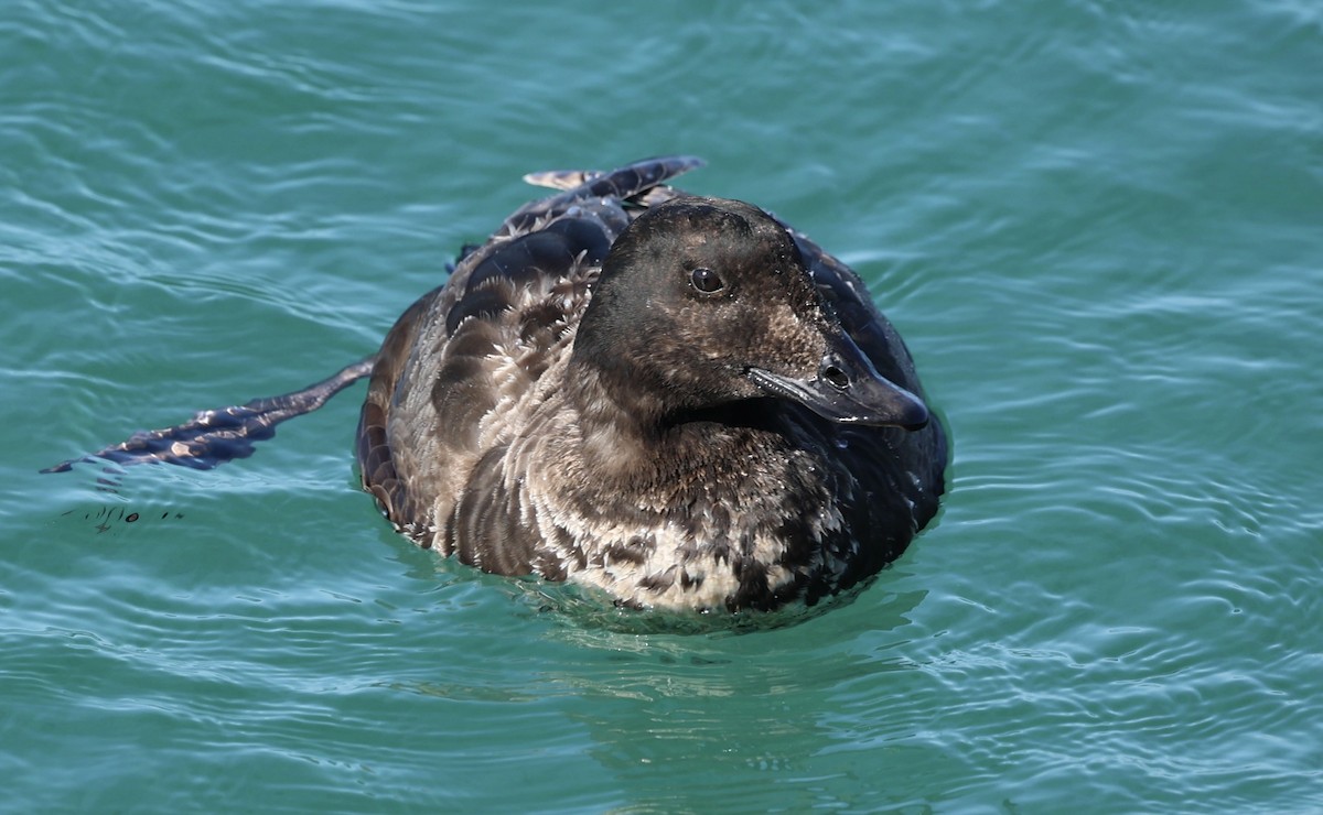 White-winged Scoter - ML617325288