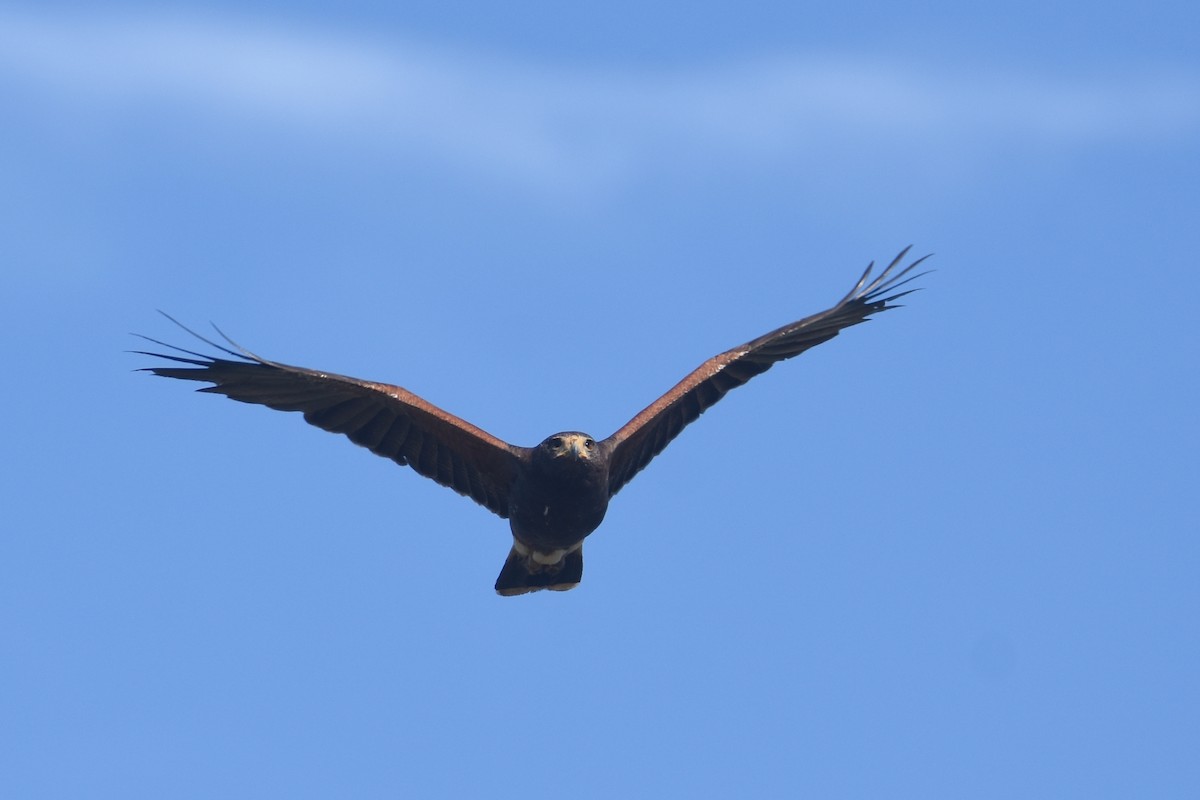 Harris's Hawk - ML617325289