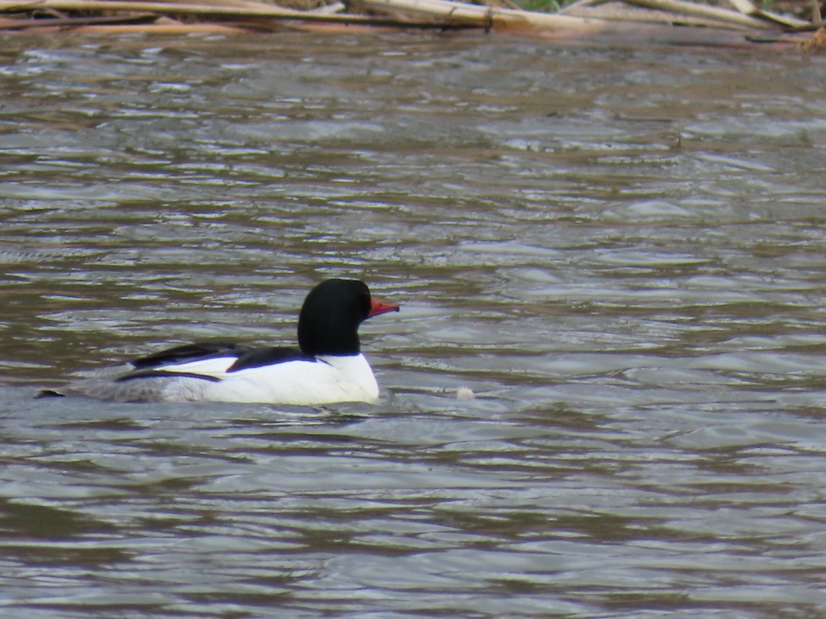 Common Merganser - ML617325299