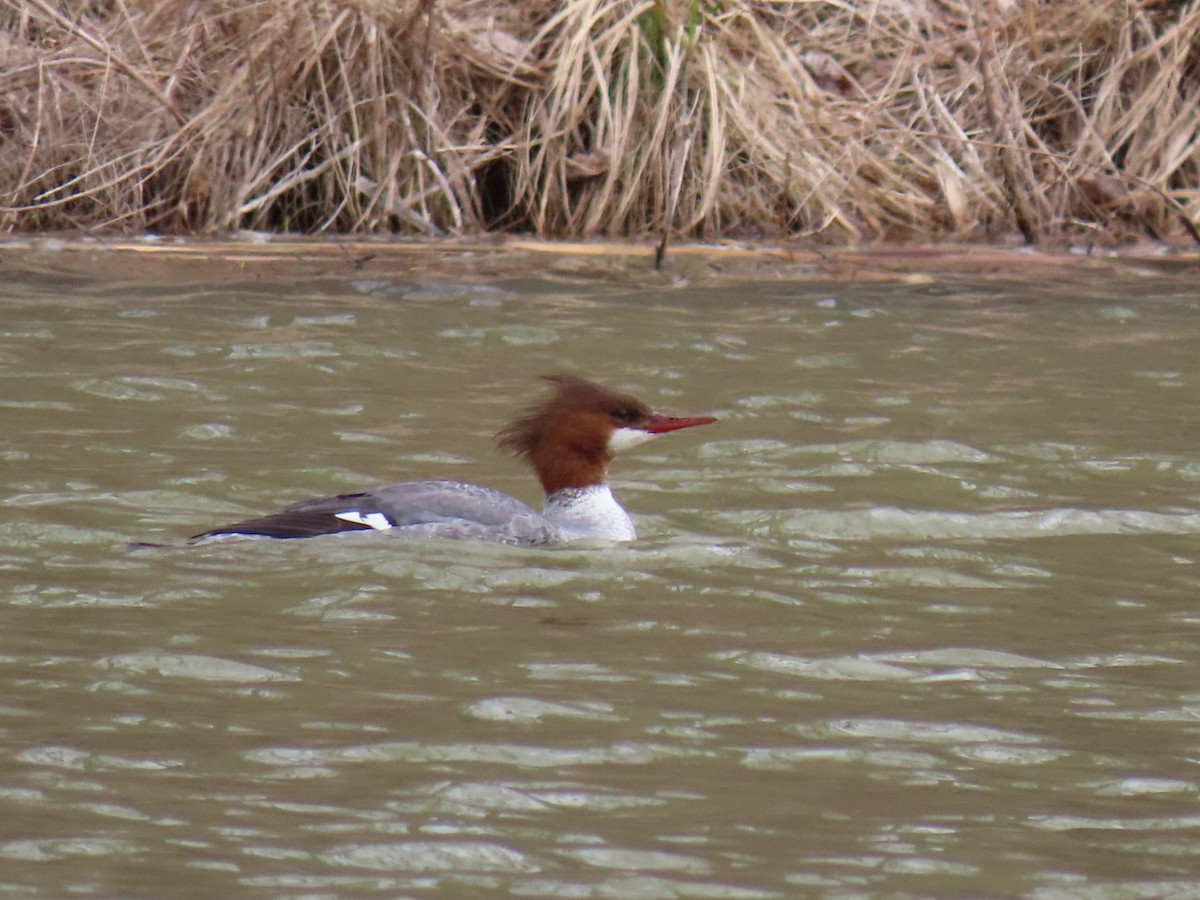 Common Merganser - ML617325301