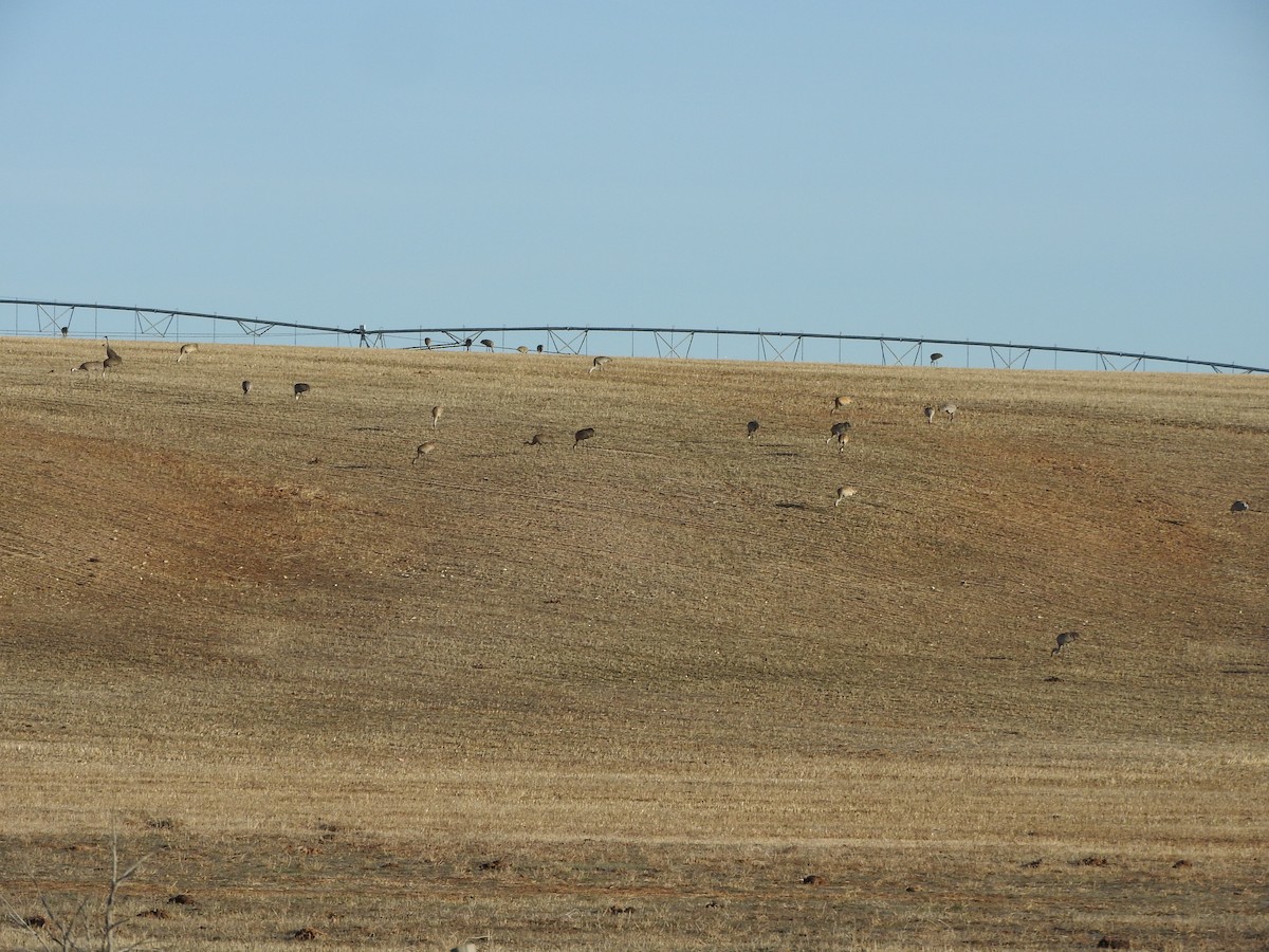 Sandhill Crane - ML617325320