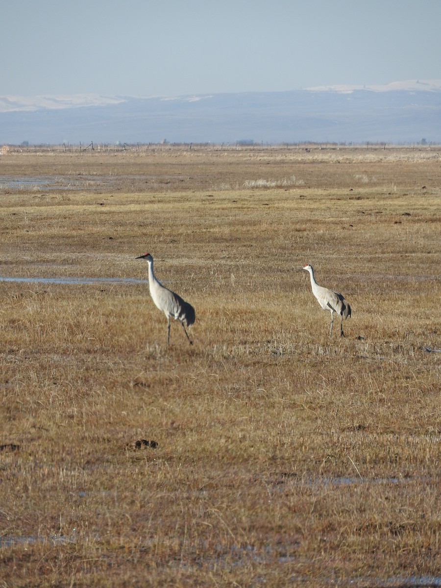 Sandhill Crane - ML617325328