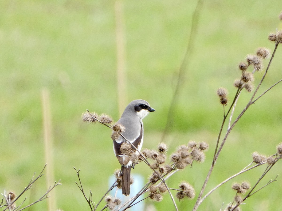 ML617325335 - Loggerhead Shrike - Macaulay Library