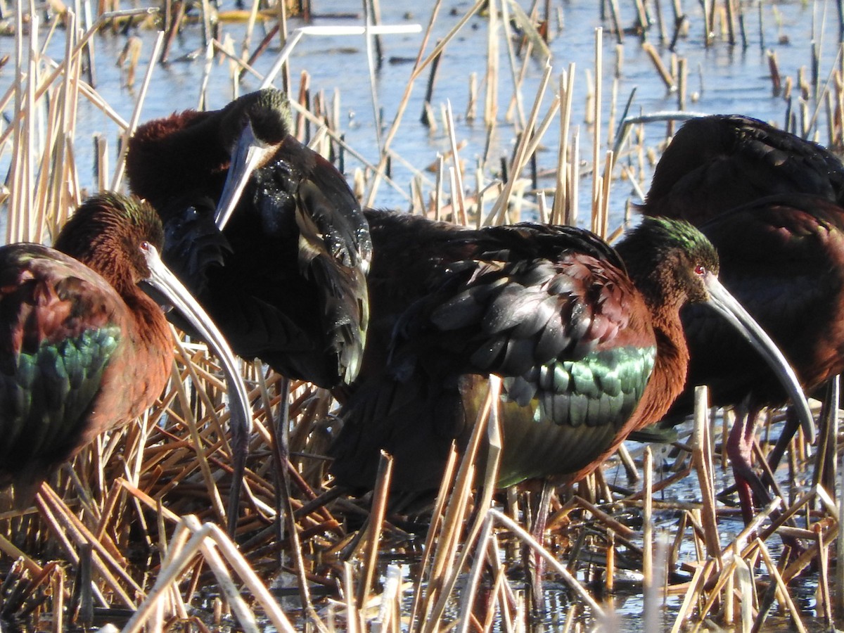 White-faced Ibis - ML617325337