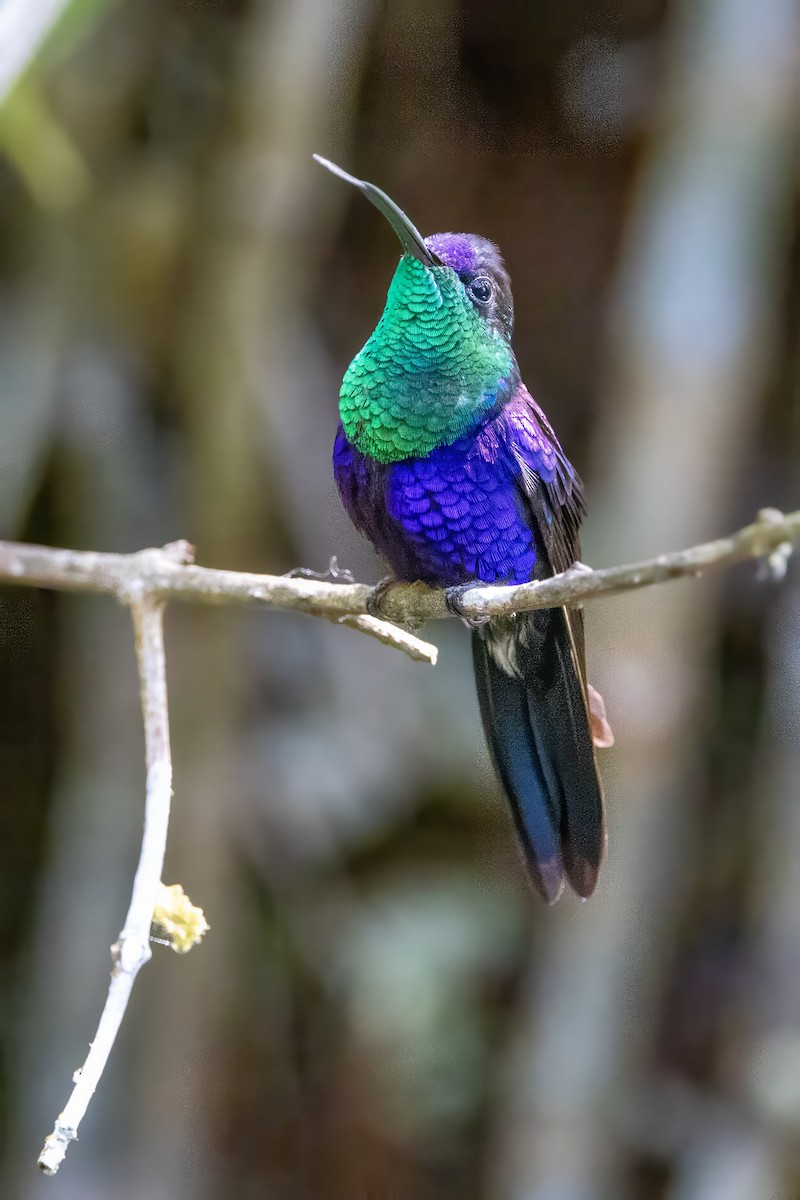 kolibřík vidloocasý - ML617325391