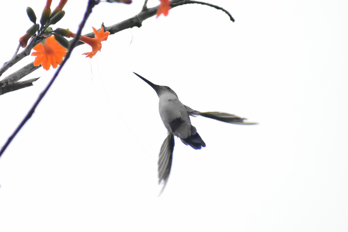 kolibřík klínoocasý - ML617325393