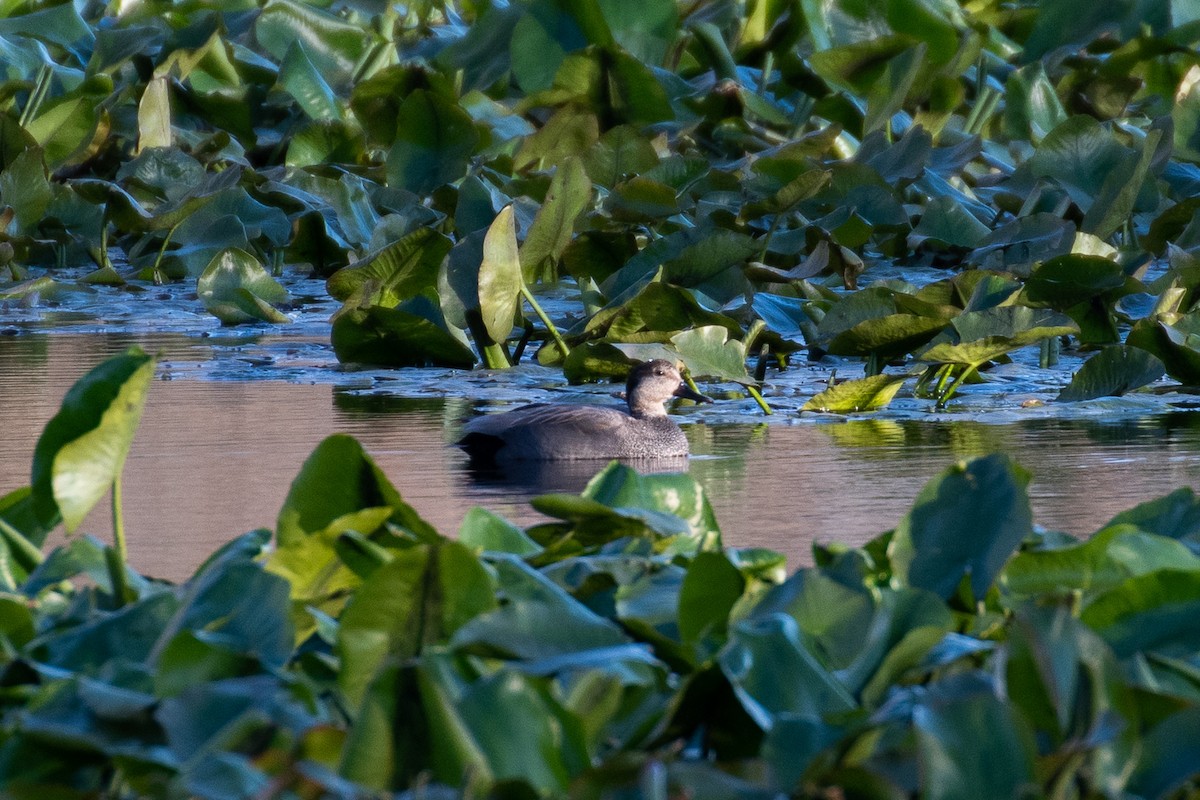 Gadwall - ML617325398