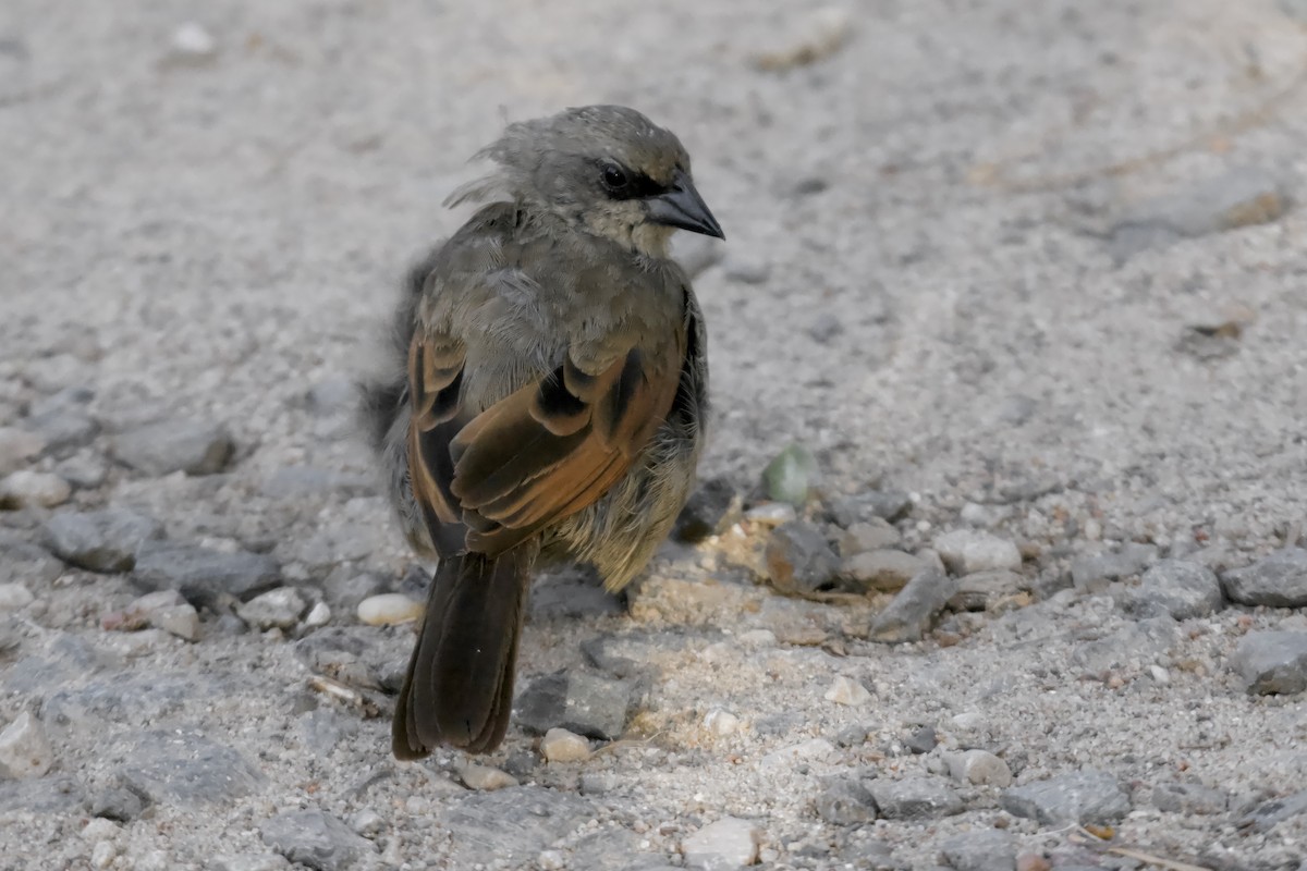 Grayish Baywing - Jan Cubilla