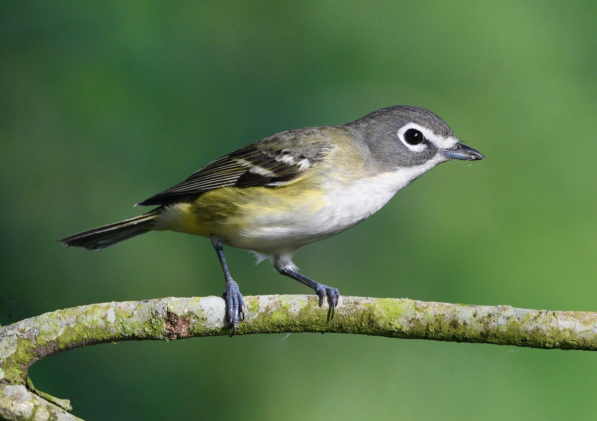 eremittvireo - ML617325430