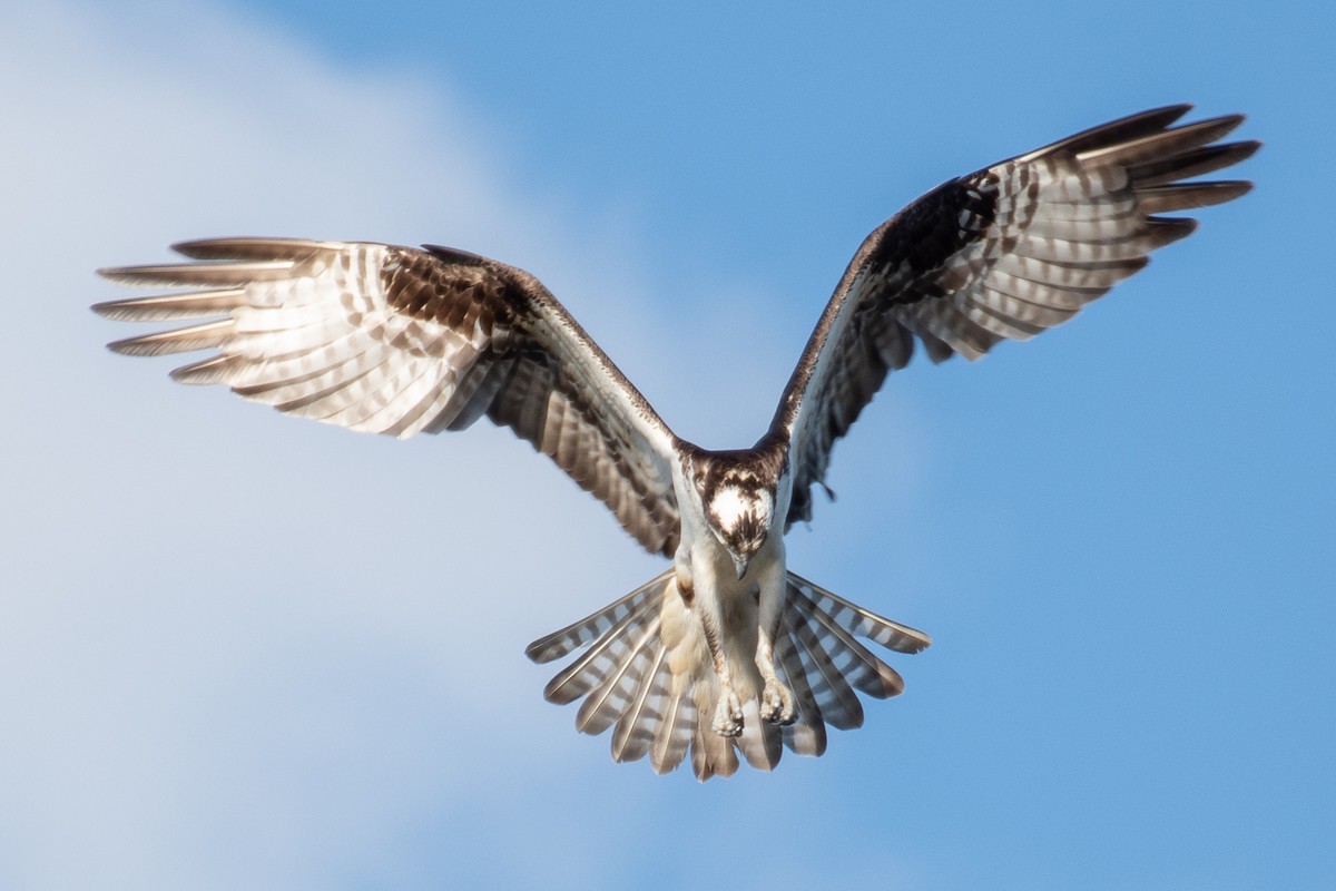 Osprey - Rie & Matt