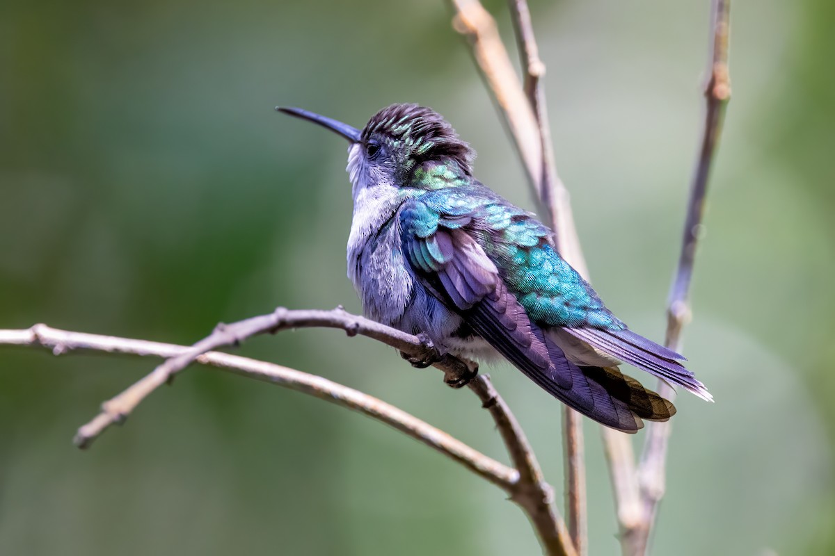 kolibřík vidloocasý - ML617325451