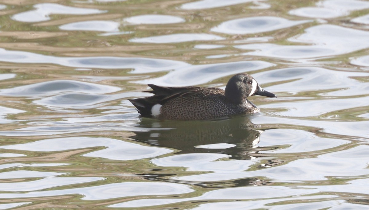 Blue-winged Teal - ML617325455