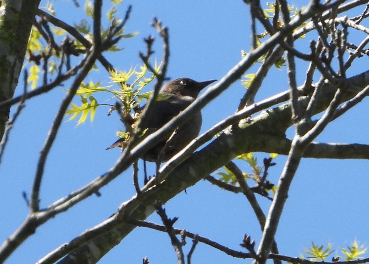 Rusty Blackbird - ML617325479