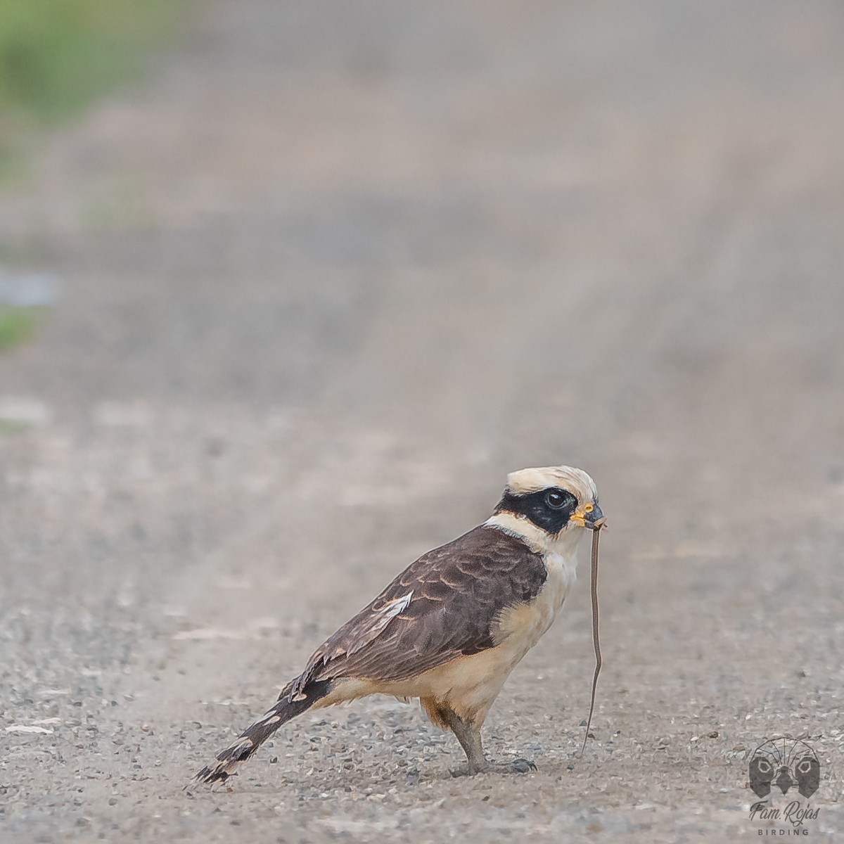 Laughing Falcon - ML617325583