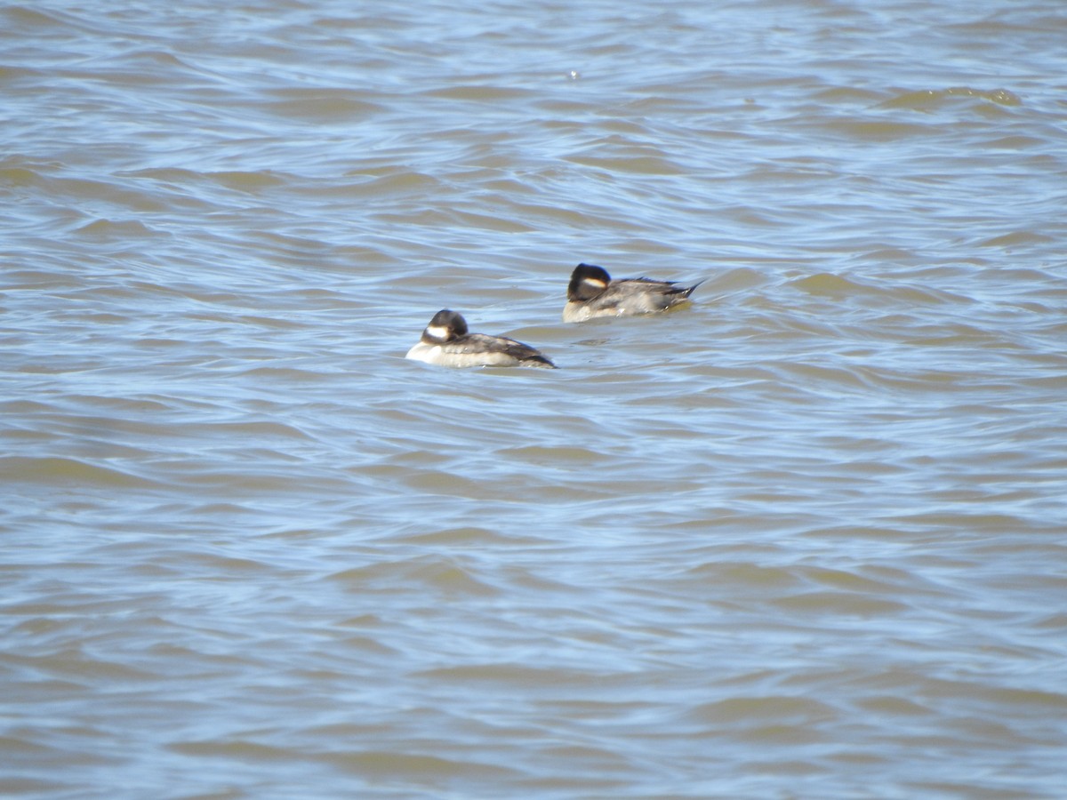 Bufflehead - ML617325604