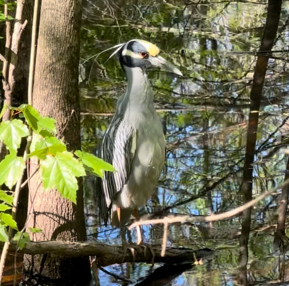 Yellow-crowned Night Heron - ML617325605
