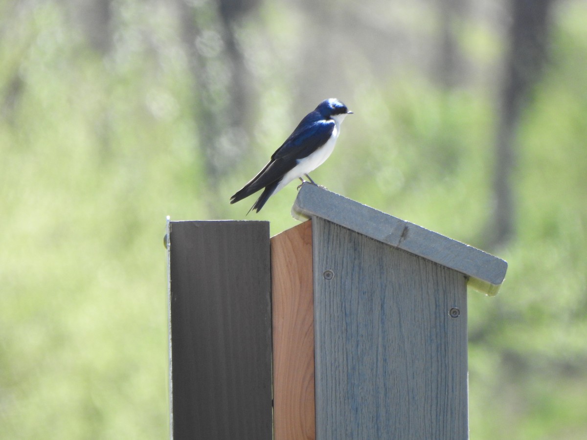 Tree Swallow - ML617325618