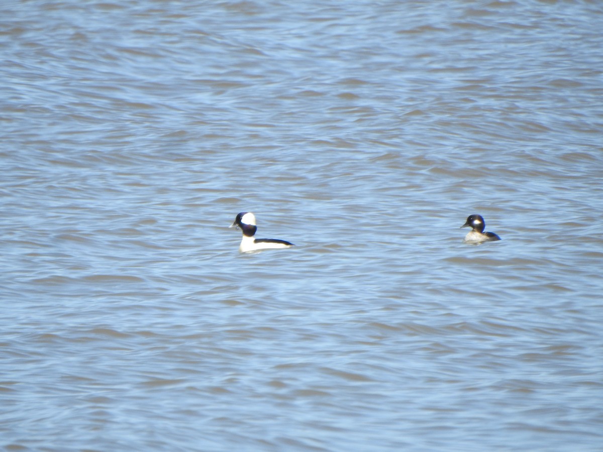 Bufflehead - ML617325635
