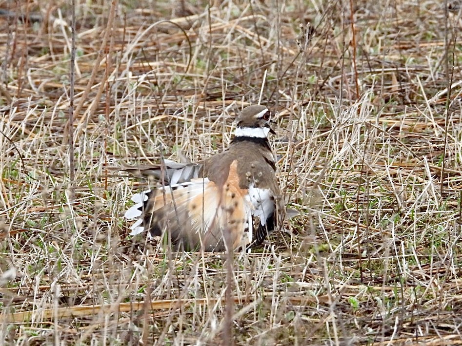 Killdeer - ML617325636