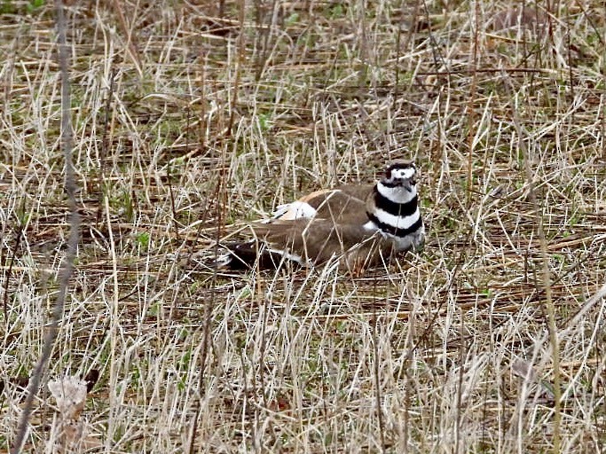 Killdeer - ML617325638