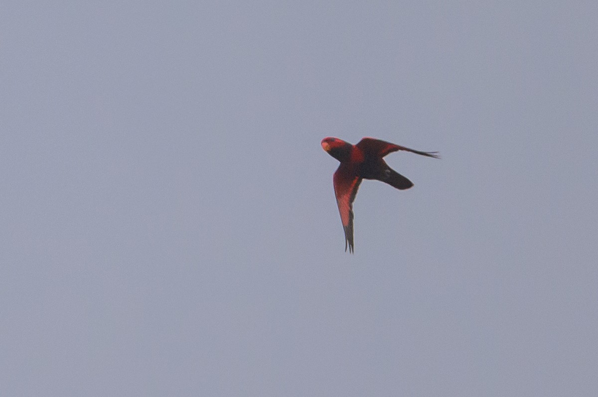 Violet-necked Lory - Stephen Davies