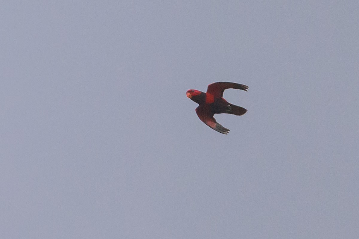 Violet-necked Lory - Stephen Davies