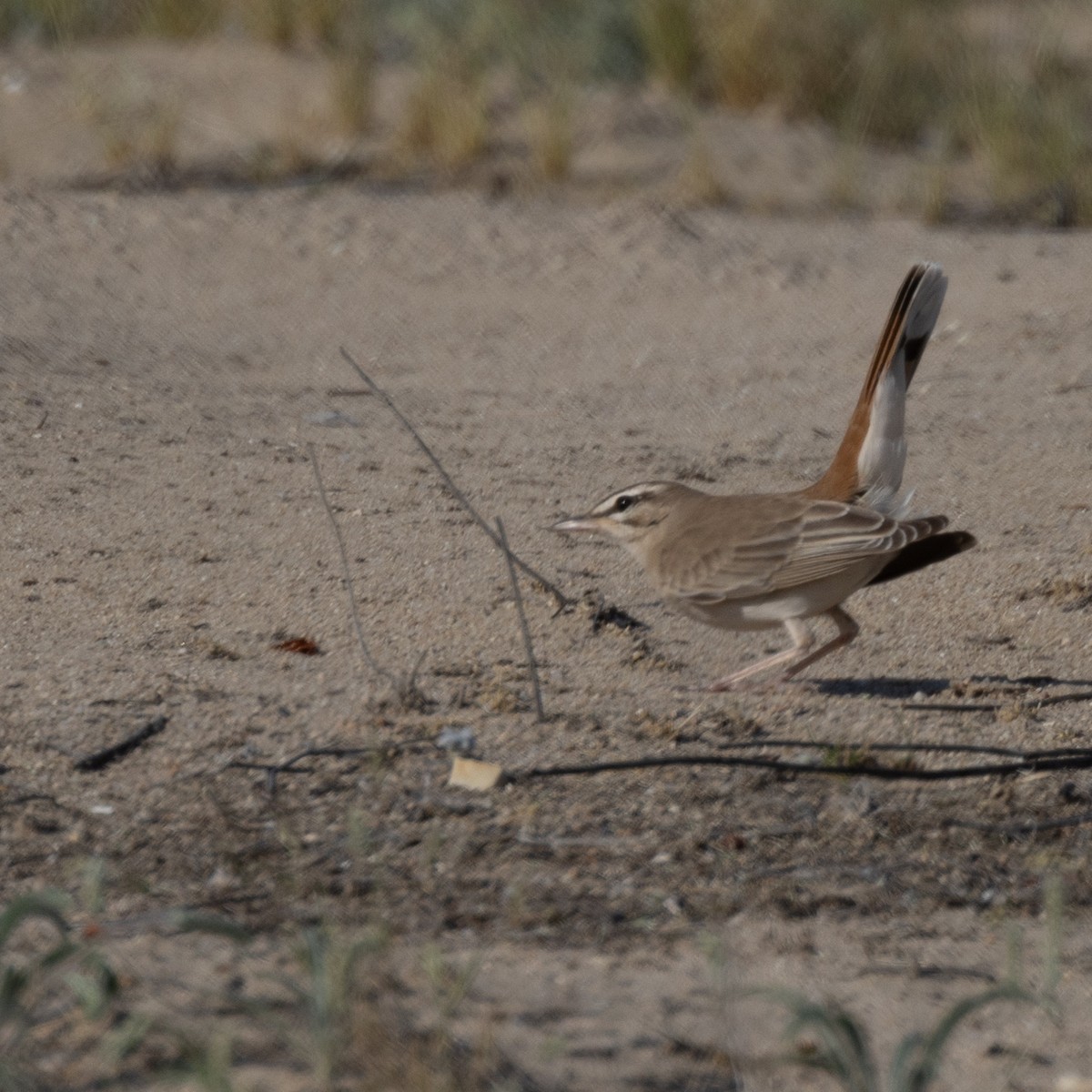 Rufous-tailed Scrub-Robin - ML617325661