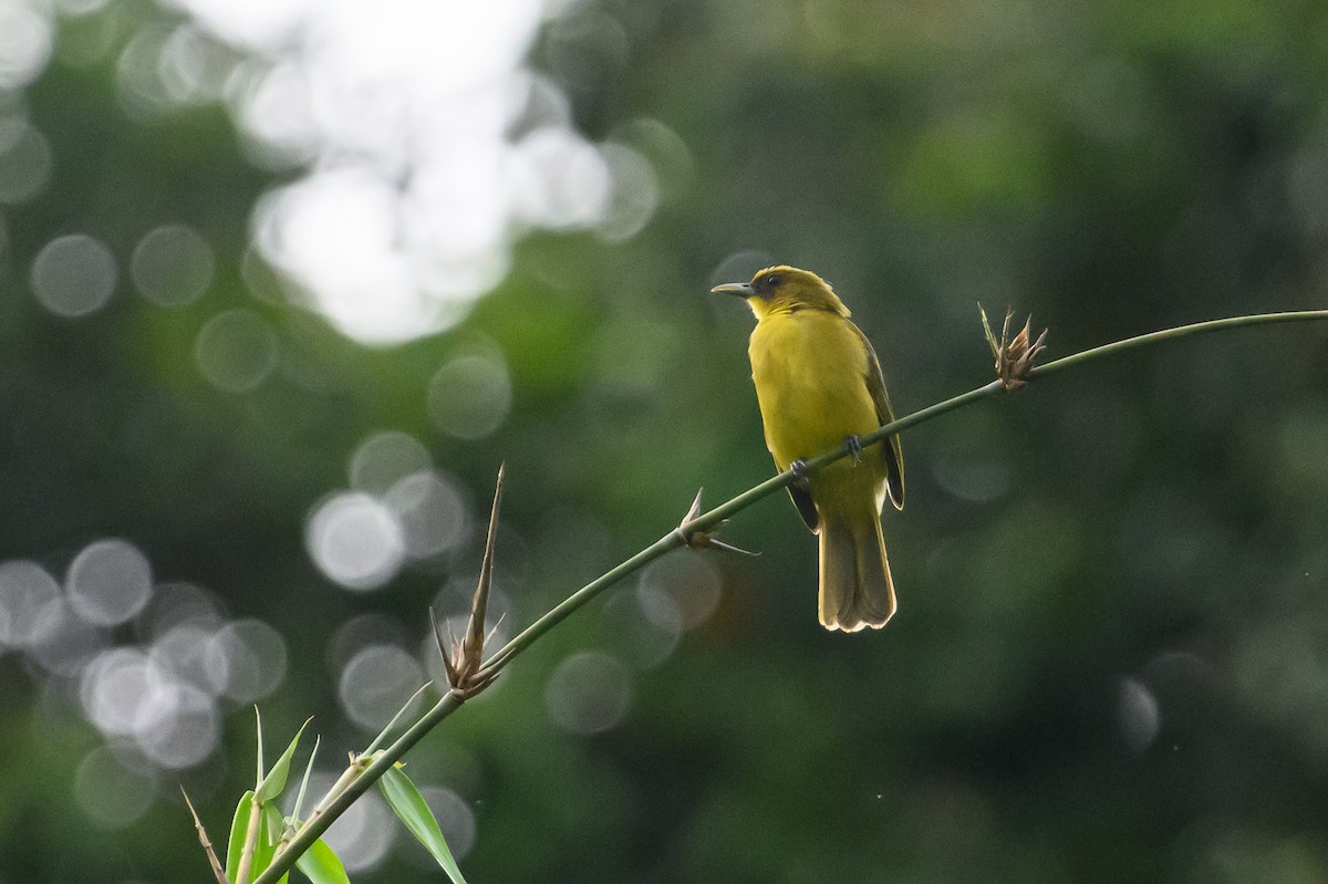 Halmahera Golden-Bulbul - ML617325687