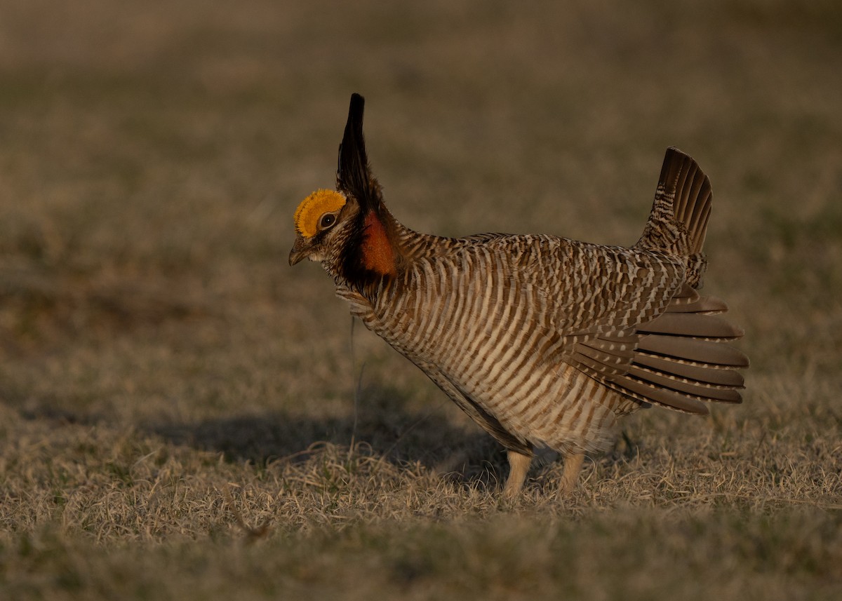 Lesser Prairie-Chicken - ML617325740