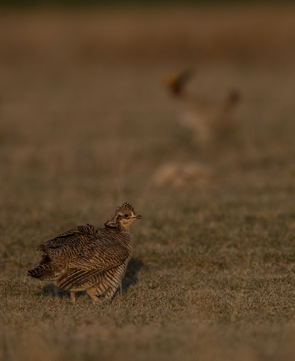 Lesser Prairie-Chicken - ML617325754