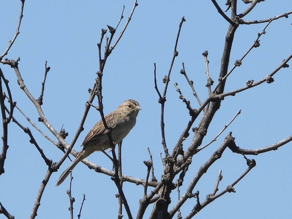 Cassin's Sparrow - Steven van der Veen