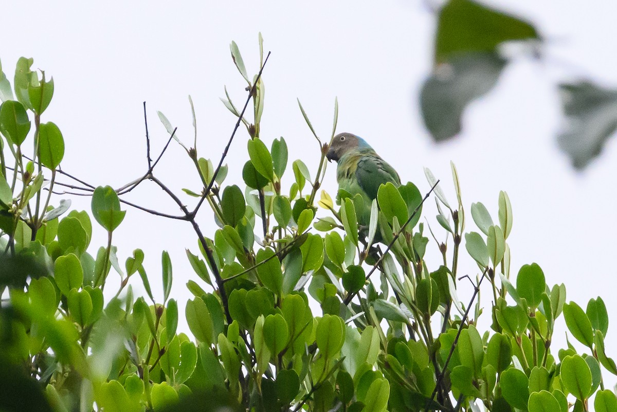 Red-cheeked Parrot - ML617325777