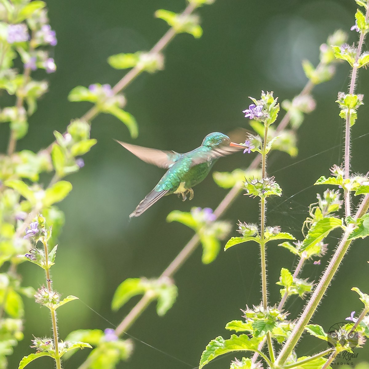 Canivet's Emerald - Ricardo Rojas Arguedas