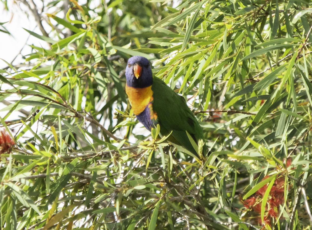 Rainbow Lorikeet - Rebel Warren and David Parsons