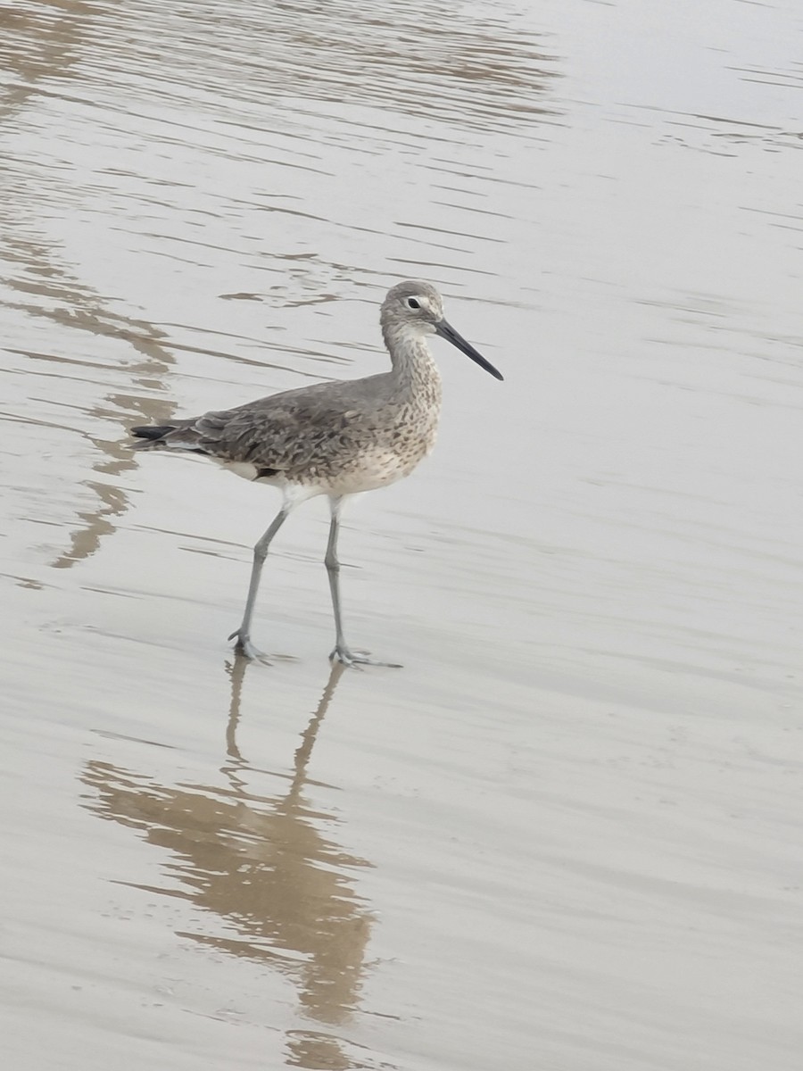 vodouš břehoušovitý - ML617325856