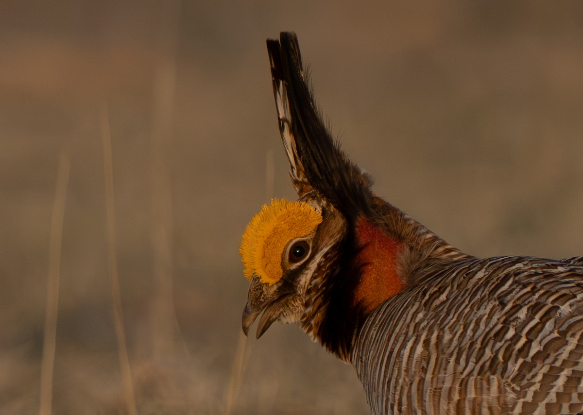 Lesser Prairie-Chicken - ML617325857