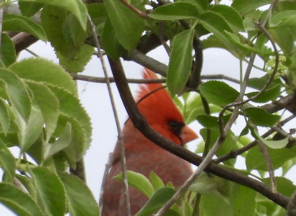 Cardinal rouge - ML617325869