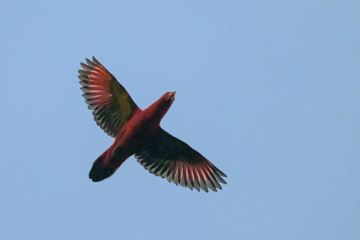 ショウジョウインコ - ML617325870