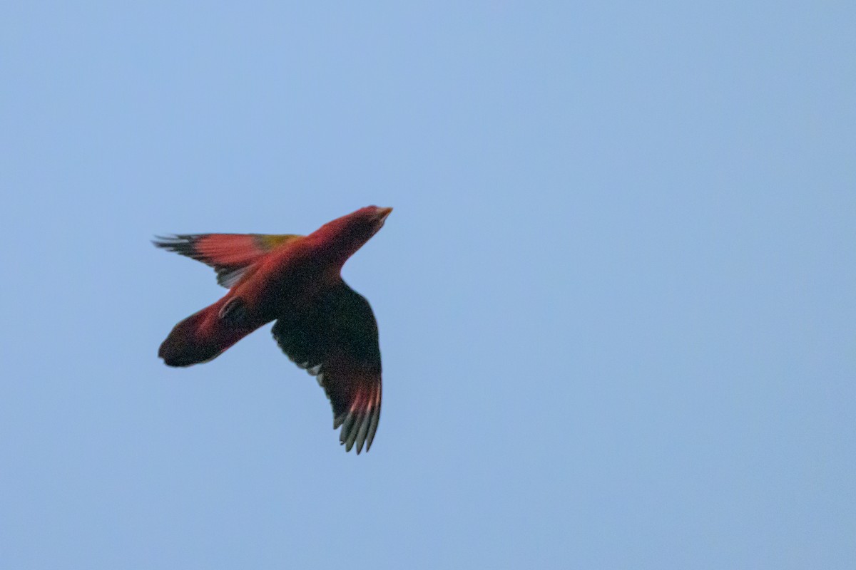 Chattering Lory - ML617325872