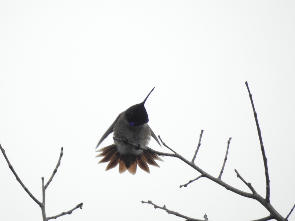 Black-chinned Hummingbird - ML617325896