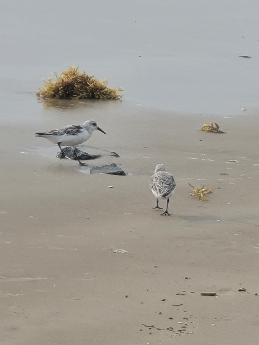 jespák písečný - ML617325900