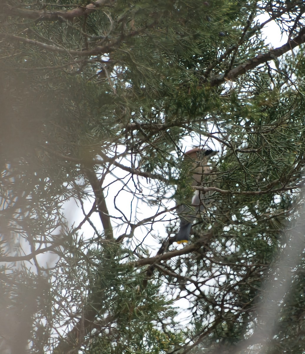 Cedar Waxwing - Tina Whitecotton