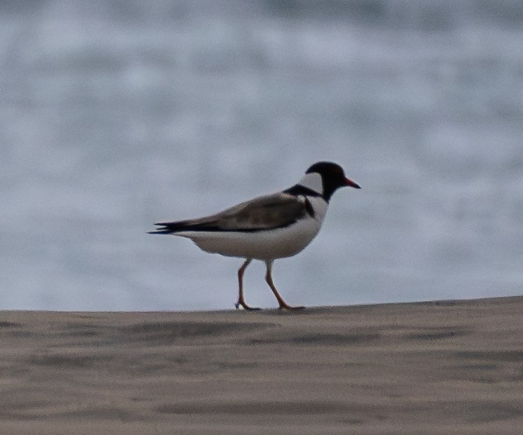 Hooded Plover - ML617325939