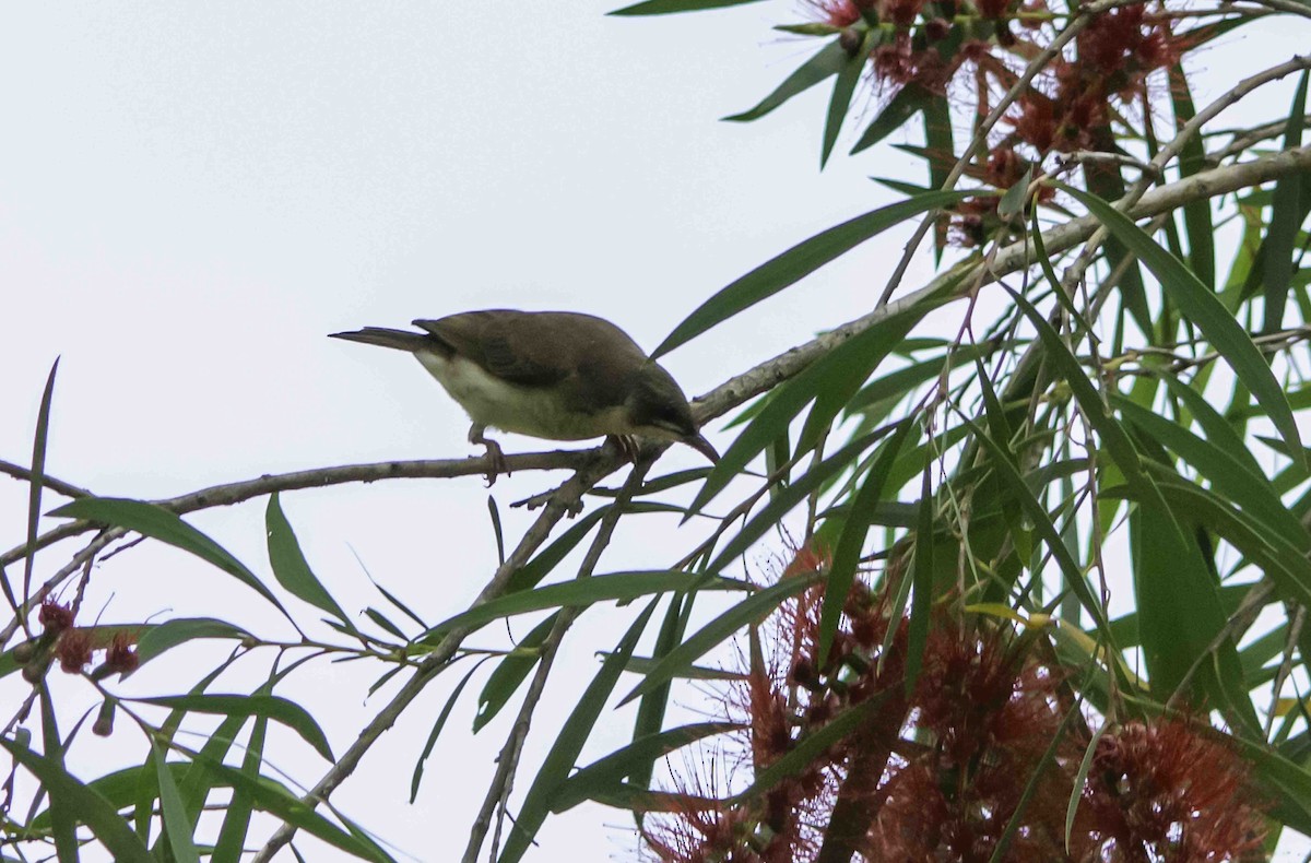 Brown-backed Honeyeater - ML617325942