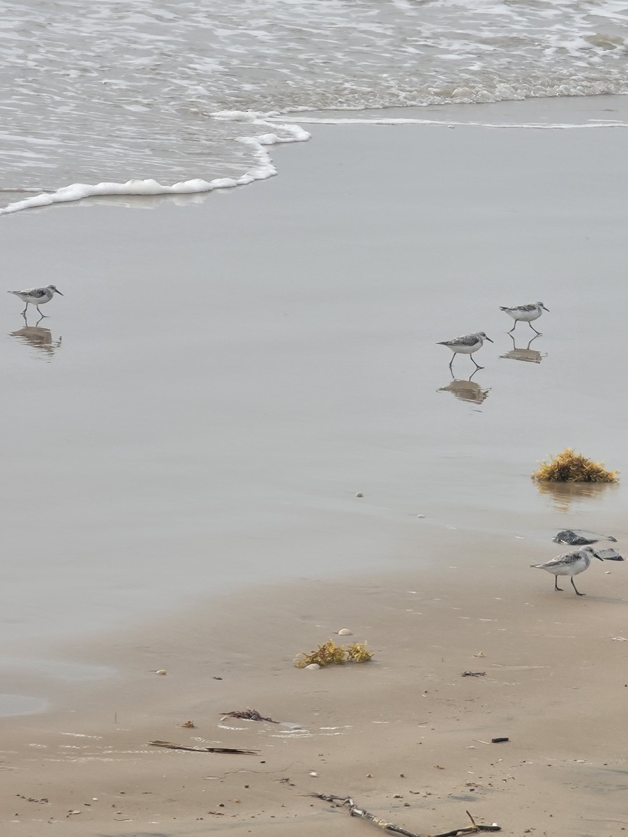 jespák písečný - ML617325947