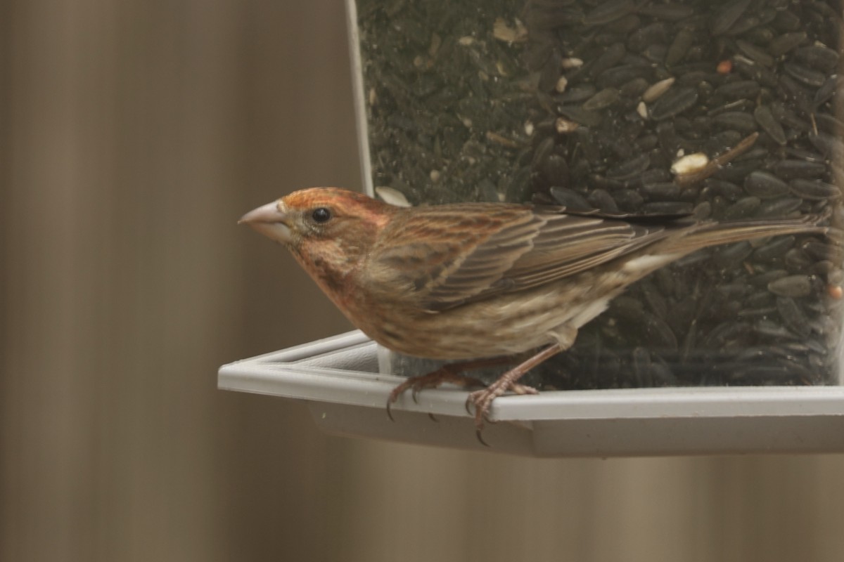 Purple Finch - ML617325953