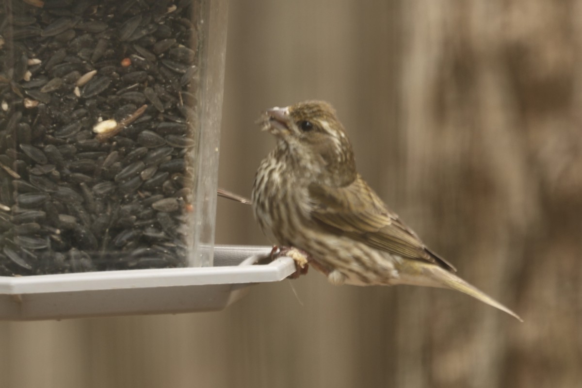 Purple Finch - Roger Woodruff